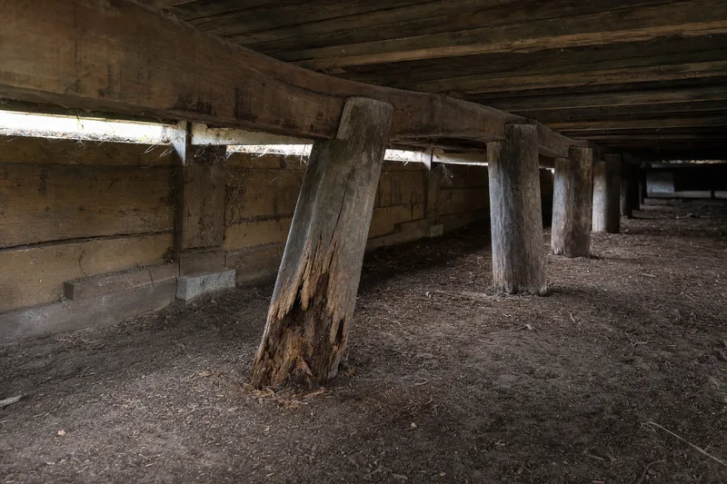Old timber stumps under a floor, one split and leaning at its base beneath a curved bearer — restumping, Melbourne. Illustrative example.